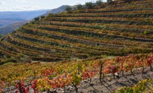 vineyards, steep terraces, Douro Valley, Portugal vineyards, steep terraces, Douro Valley, Portugal